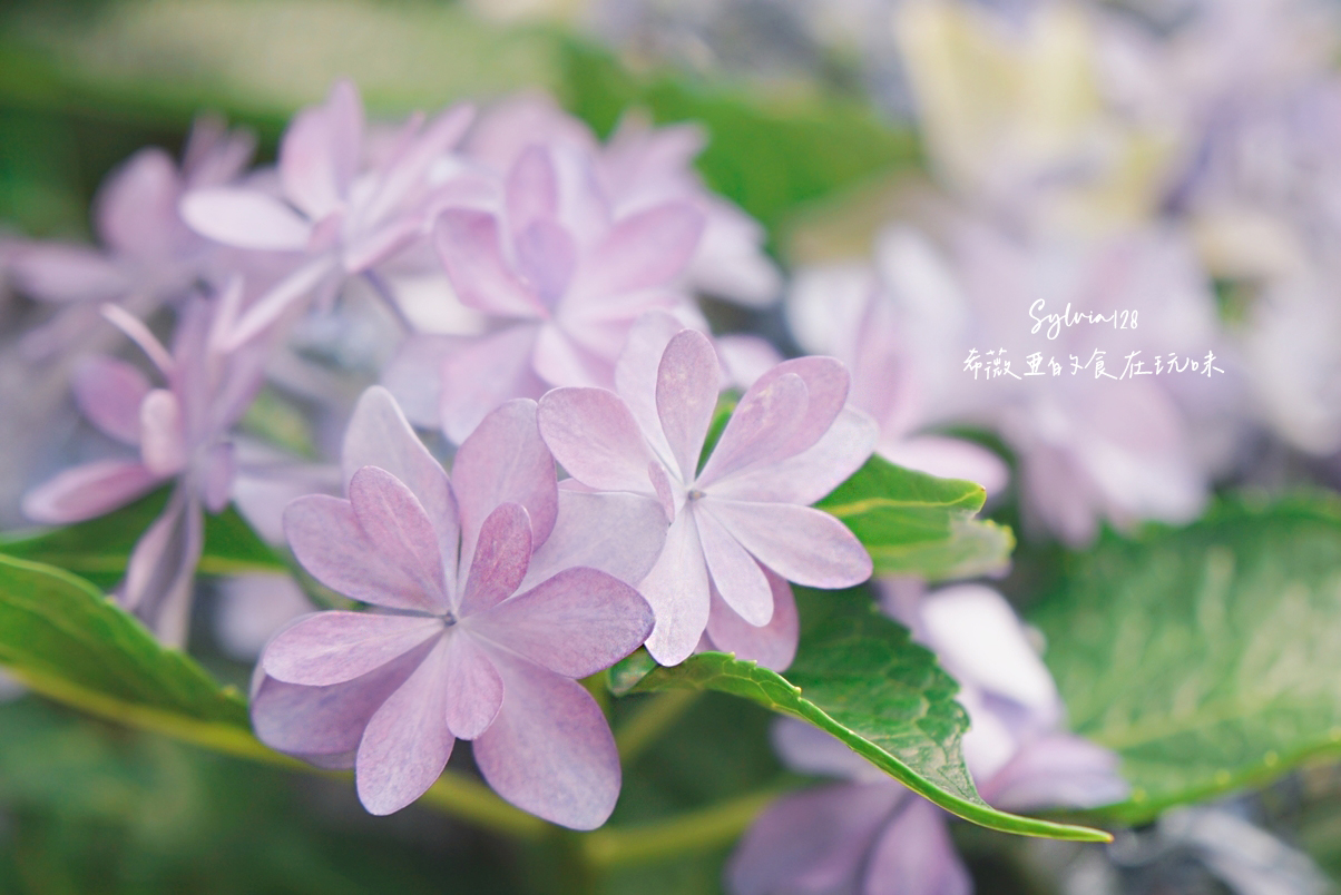 【台北士林區】士林官邸繡球花盛放的季節-來欣賞中絢麗色彩的花海！ @希薇亞の食在玩味