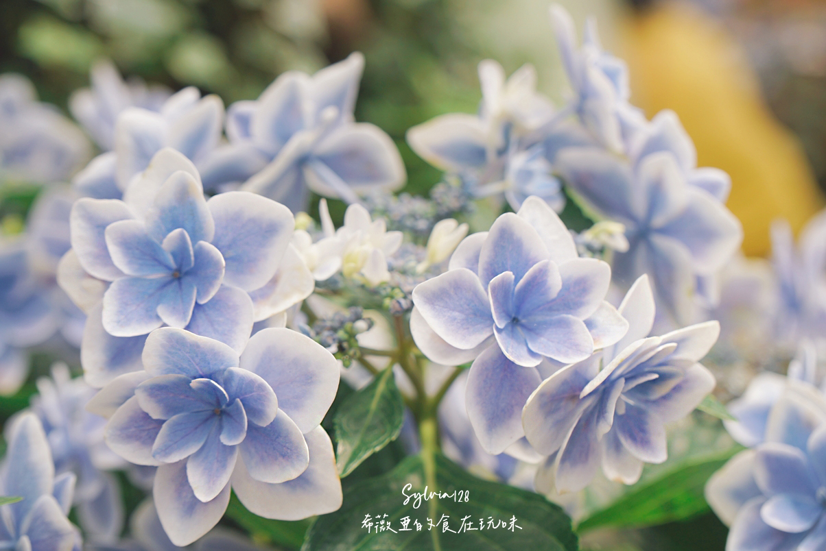 【台北士林區】士林官邸繡球花盛放的季節-來欣賞中絢麗色彩的花海！ @希薇亞の食在玩味