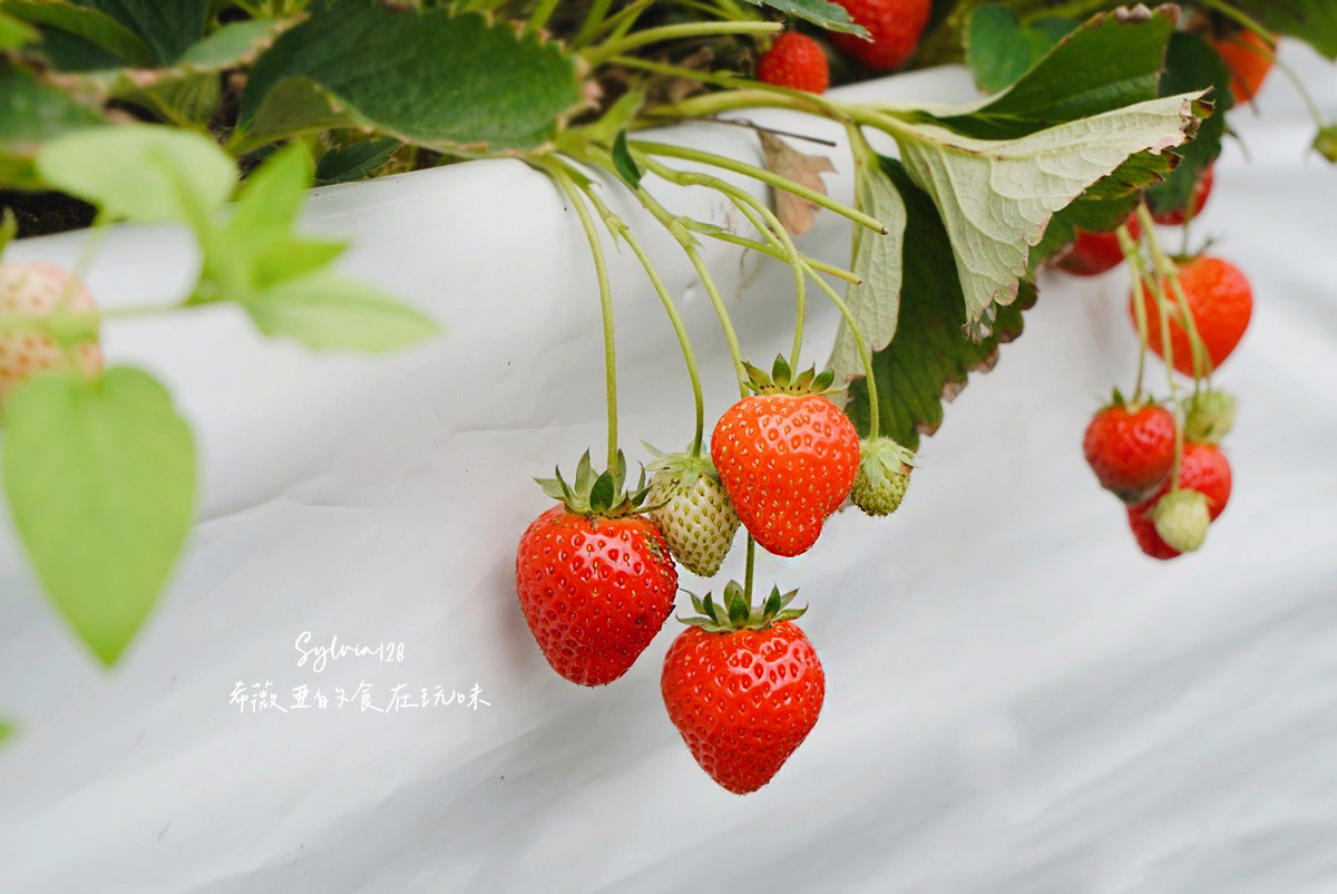 【台北內湖區】內湖草莓季貴月農場草莓園-內湖採草莓一日遊！內湖草莓園推薦！ @希薇亞の食在玩味
