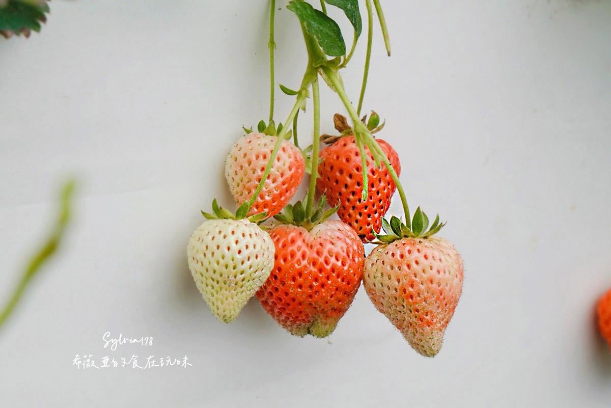【台北內湖區】內湖草莓季貴月農場草莓園-內湖採草莓一日遊！內湖草莓園推薦！ @希薇亞の食在玩味