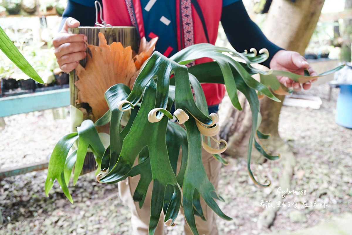 苗栗南庄八卦力部落嘎嘎歐岸休閒農園。揭開賽夏族神秘風貌、體驗鹿角蕨 DIY、射箭 @希薇亞の食在玩味