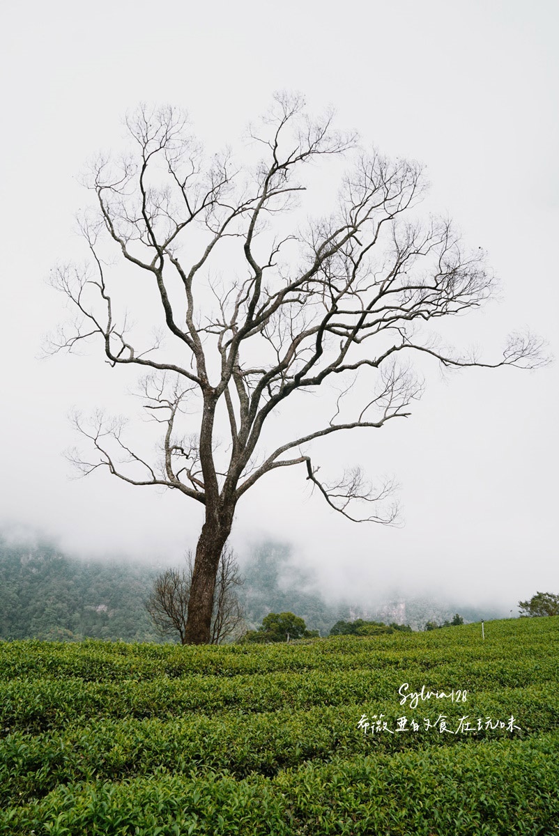 苗栗南庄景點仁心茶的芬芳故事、石壁部落伯優農場景觀咖啡屋-體驗從餐桌到田間的農業樂趣！ @希薇亞の食在玩味