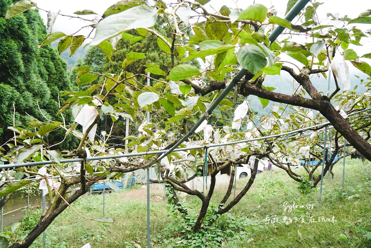 苗栗南庄鹿場部苦花潭步道-大自然優美瀑布秘境的心靈之旅、採柿子體驗！ @希薇亞の食在玩味