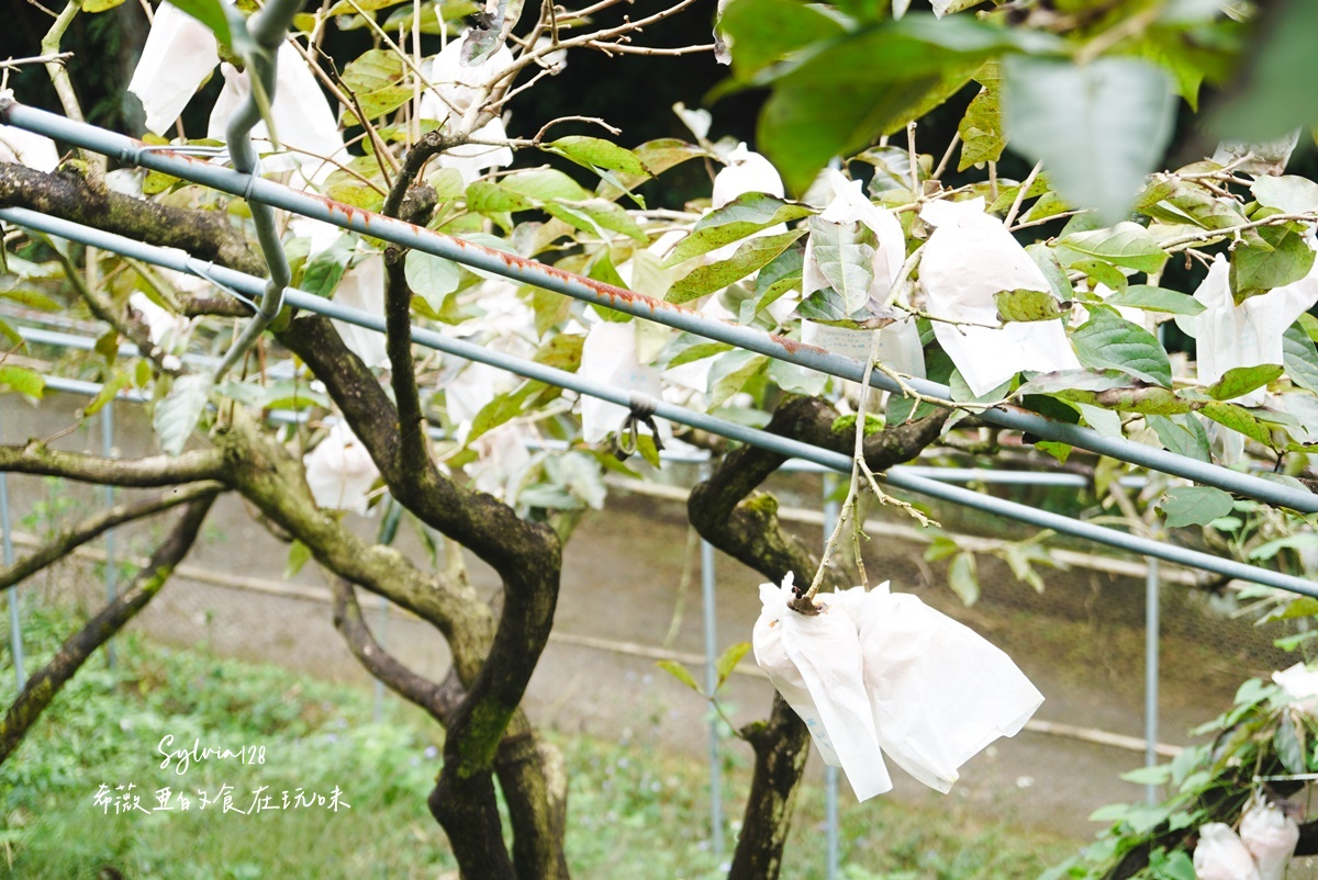 苗栗南庄鹿場部苦花潭步道-大自然優美瀑布秘境的心靈之旅、採柿子體驗！ @希薇亞の食在玩味