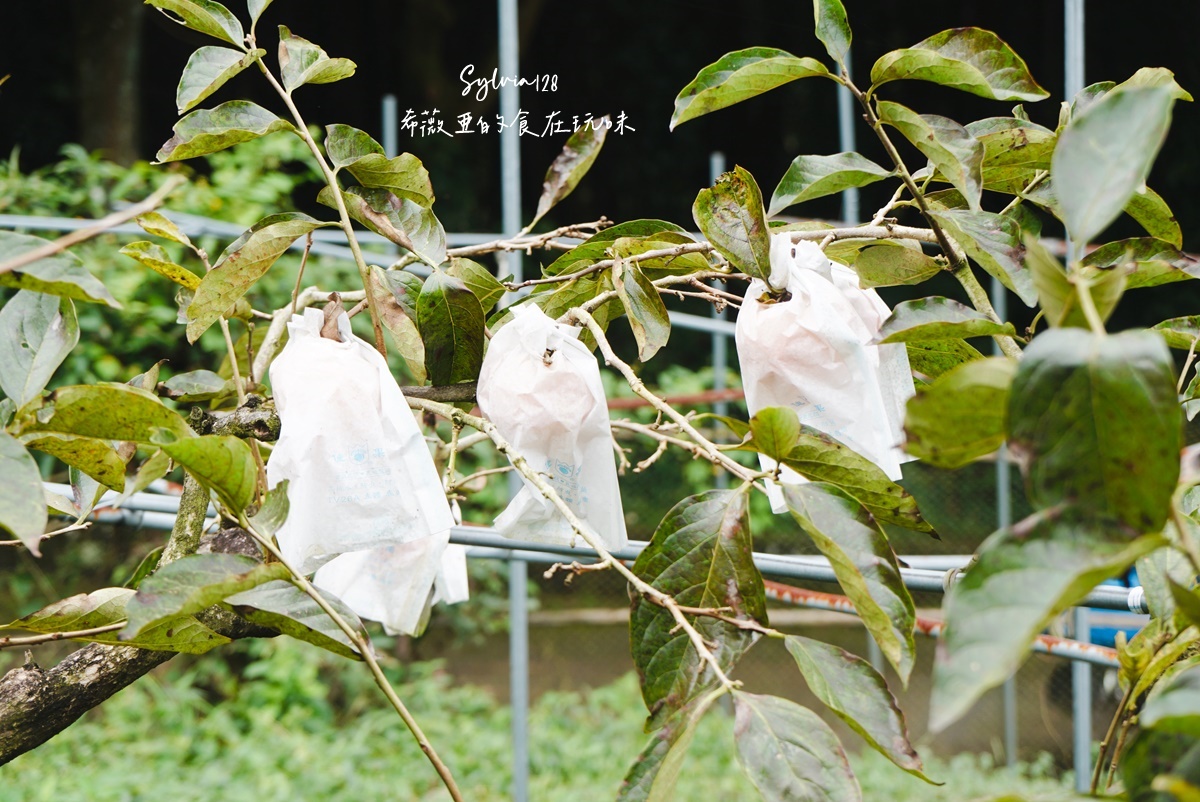 苗栗南庄鹿場部苦花潭步道-大自然優美瀑布秘境的心靈之旅、採柿子體驗！ @希薇亞の食在玩味