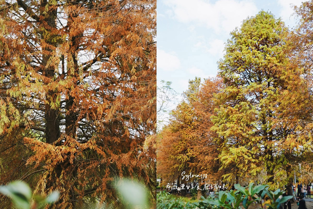 【台北景點】士林官邸公園落羽松 @希薇亞の食在玩味 【台北景點】士林官邸公園落羽松 @希薇亞の食在玩味