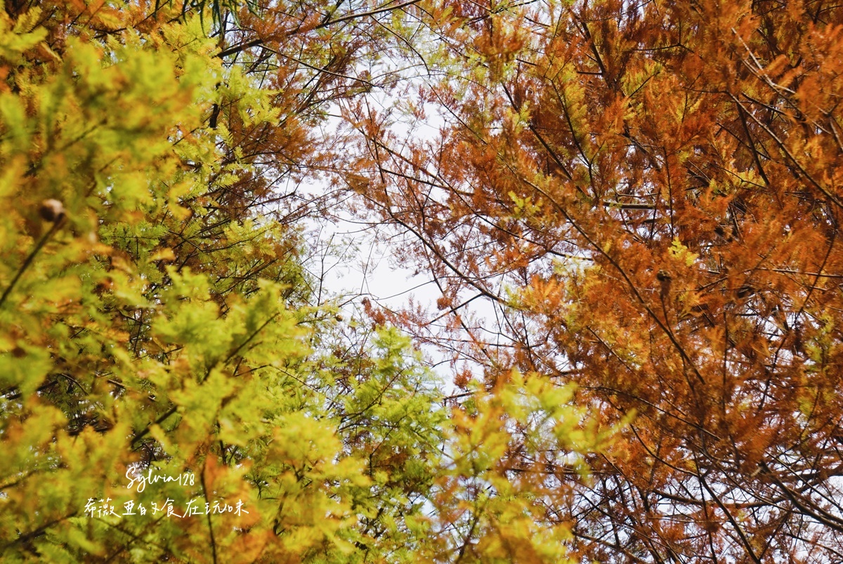 【台北景點】士林官邸公園落羽松 @希薇亞の食在玩味 【台北景點】士林官邸公園落羽松 @希薇亞の食在玩味