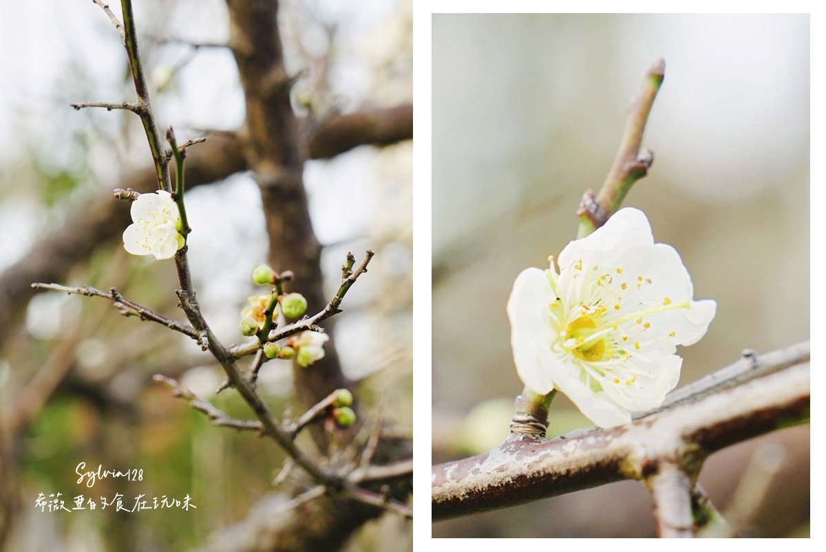 【台北景點】士林官邸公園落羽松 @希薇亞の食在玩味