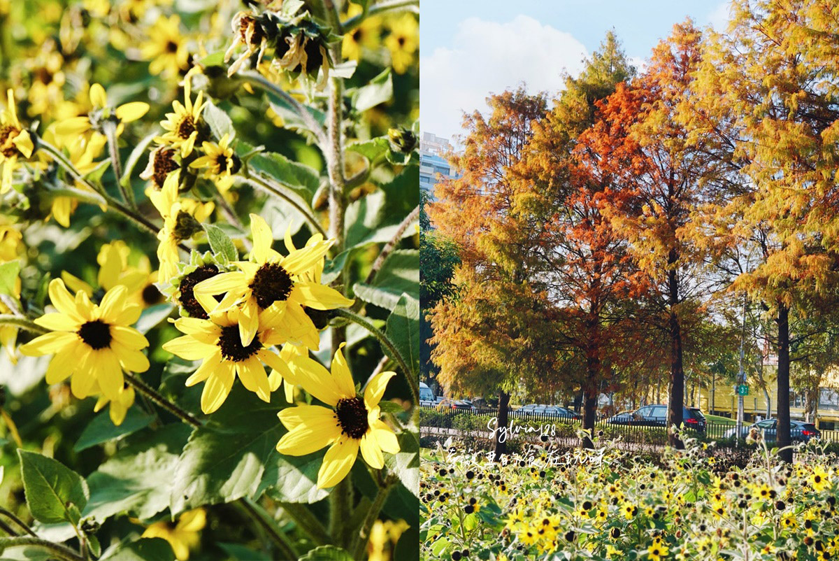 【台北景點】士林官邸公園落羽松 @希薇亞の食在玩味 【台北景點】士林官邸公園落羽松 @希薇亞の食在玩味