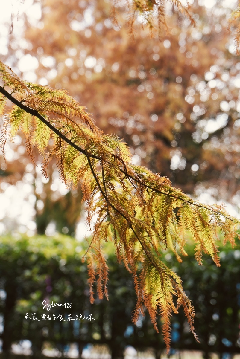 【台北景點】士林官邸公園落羽松，免費落羽松景點。士林一日遊 @希薇亞の食在玩味