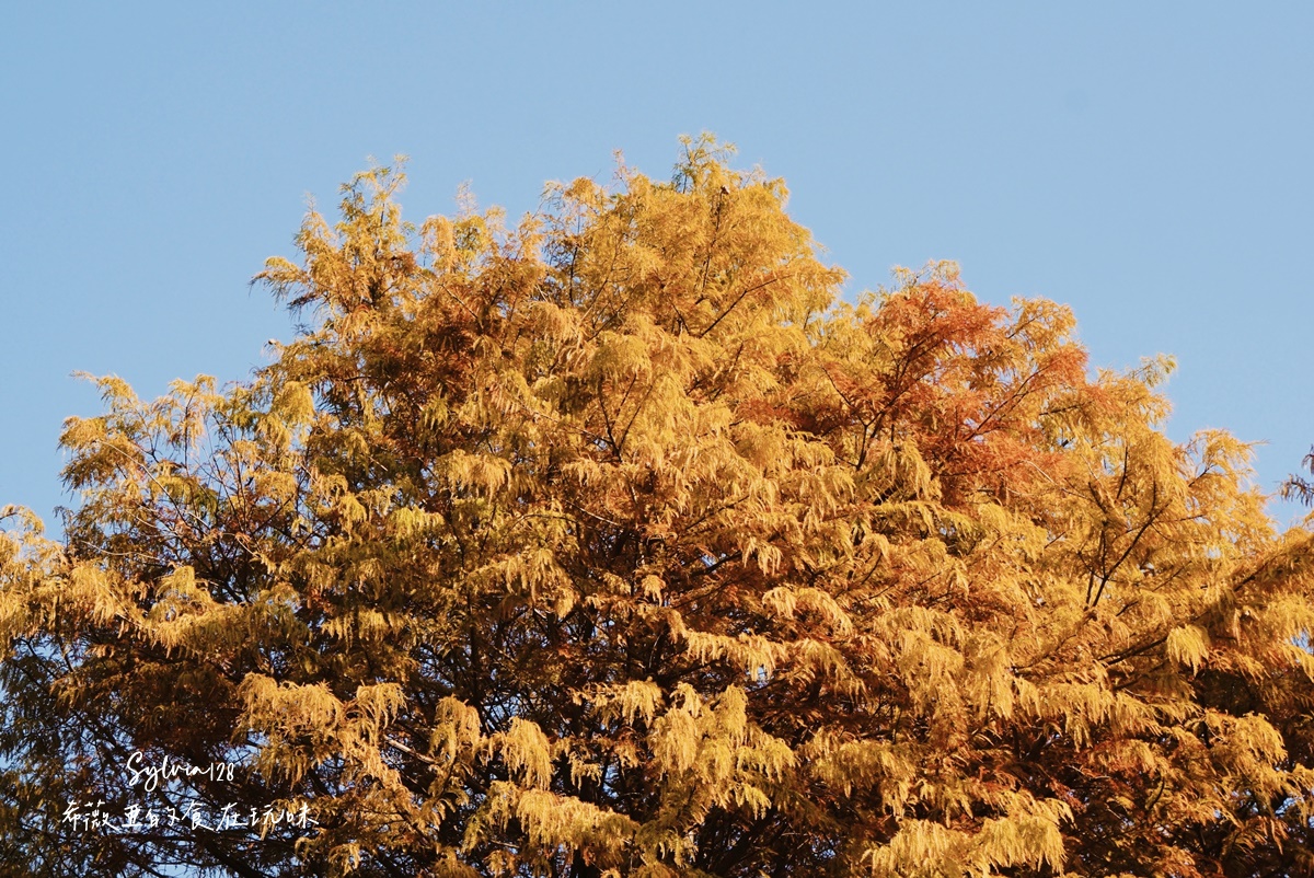 【台北景點】士林官邸公園落羽松，免費落羽松景點。士林一日遊 @希薇亞の食在玩味