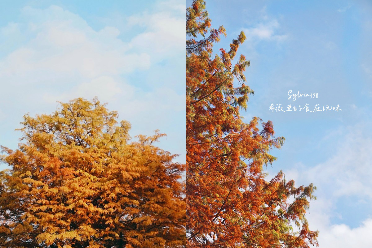 【台北景點】士林官邸公園落羽松 @希薇亞の食在玩味 【台北景點】士林官邸公園落羽松 @希薇亞の食在玩味