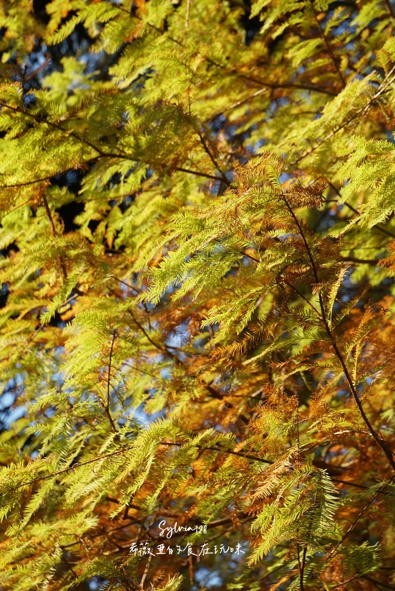 【台北景點】士林官邸公園落羽松 @希薇亞の食在玩味 【台北景點】士林官邸公園落羽松 @希薇亞の食在玩味