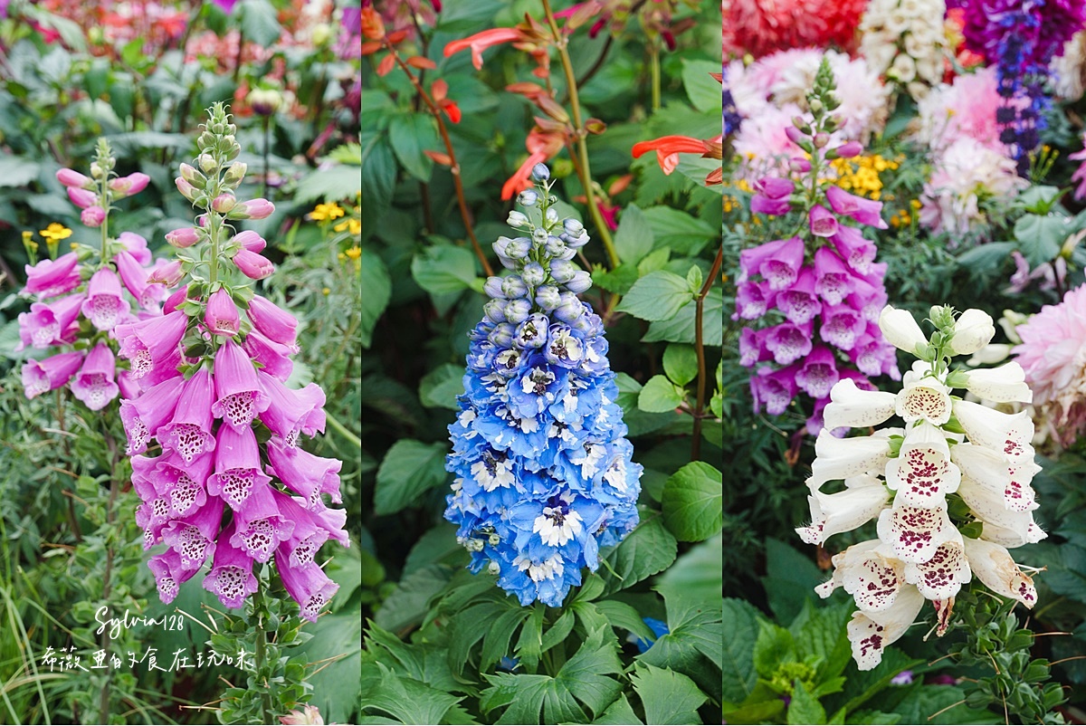 【台北免費賞花景點】大安森林公園繡球花季、台北杜鵑花季，城市裡的夢幻賞花秘境！ @希薇亞の食在玩味