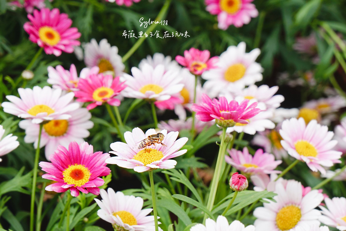【台北免費賞花景點】大安森林公園繡球花季、台北杜鵑花季，城市裡的夢幻賞花秘境！ @希薇亞の食在玩味