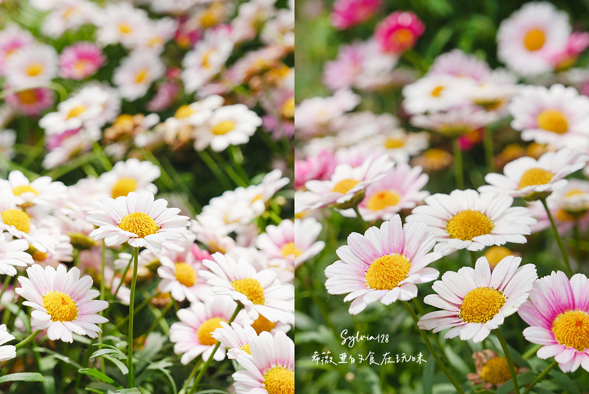 【台北免費賞花景點】大安森林公園繡球花季、台北杜鵑花季，城市裡的夢幻賞花秘境！ @希薇亞の食在玩味