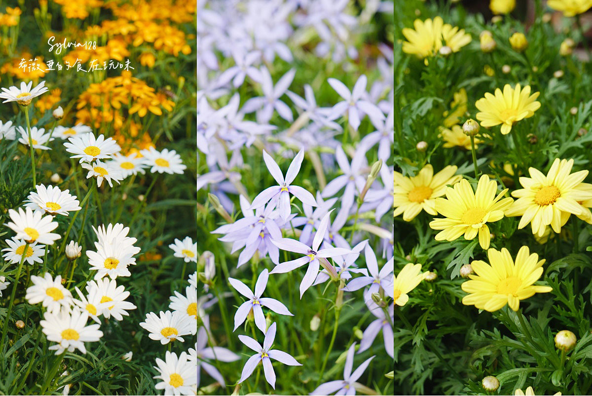 【台北免費賞花景點】大安森林公園繡球花季、台北杜鵑花季，城市裡的夢幻賞花秘境！ @希薇亞の食在玩味