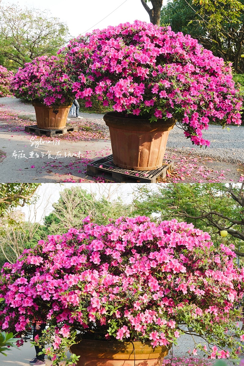 【台北免費賞花景點】大安森林公園繡球花季、台北杜鵑花季，城市裡的夢幻賞花秘境！ @希薇亞の食在玩味