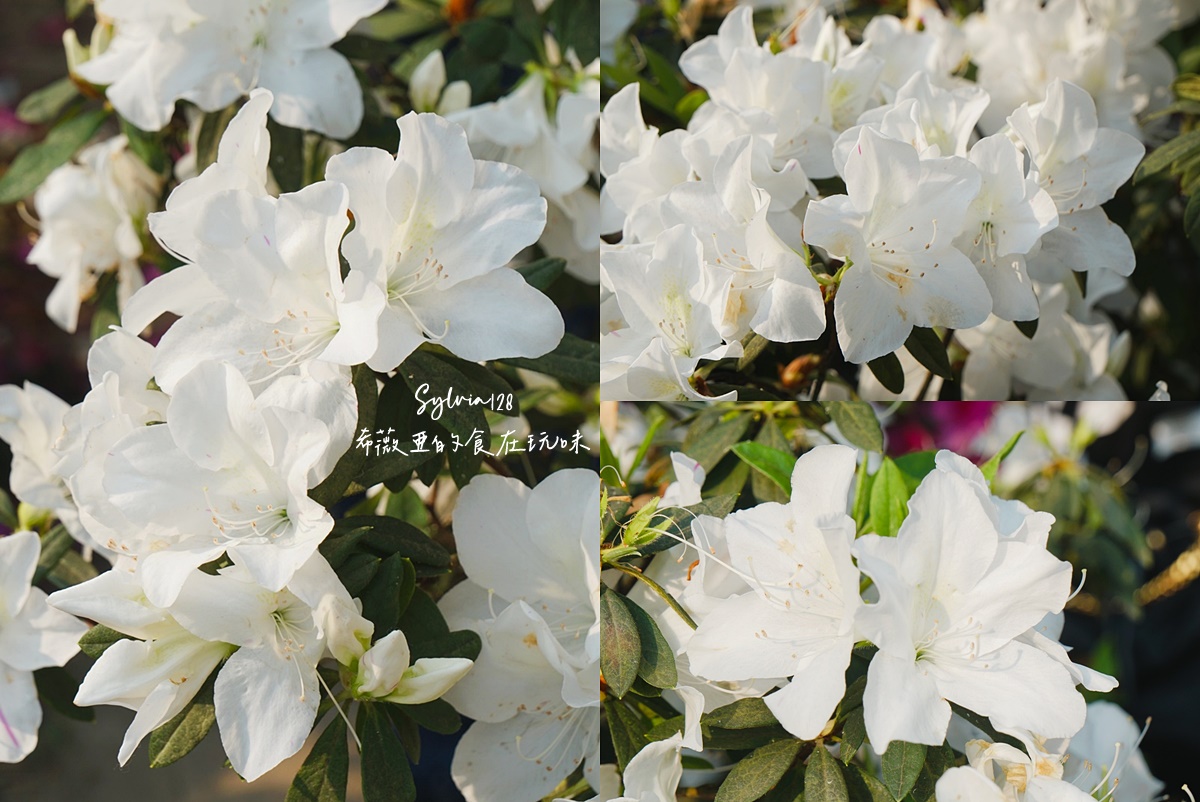 【台北免費賞花景點】大安森林公園繡球花季、台北杜鵑花季，城市裡的夢幻賞花秘境！ @希薇亞の食在玩味