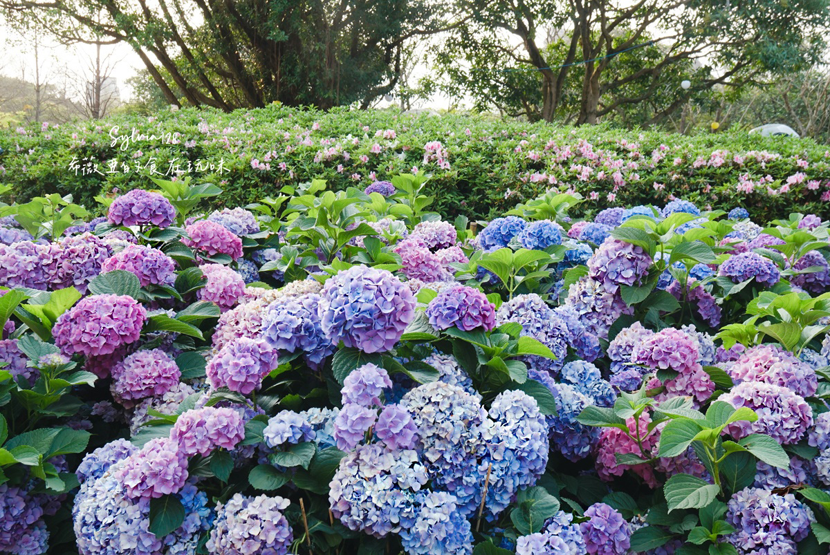 【台北免費賞花景點】大安森林公園繡球花季、台北杜鵑花季，城市裡的夢幻賞花秘境！ @希薇亞の食在玩味