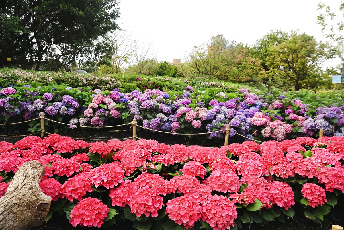 【台北免費賞花景點】大安森林公園繡球花季、台北杜鵑花季，城市裡的夢幻賞花秘境！ @希薇亞の食在玩味
