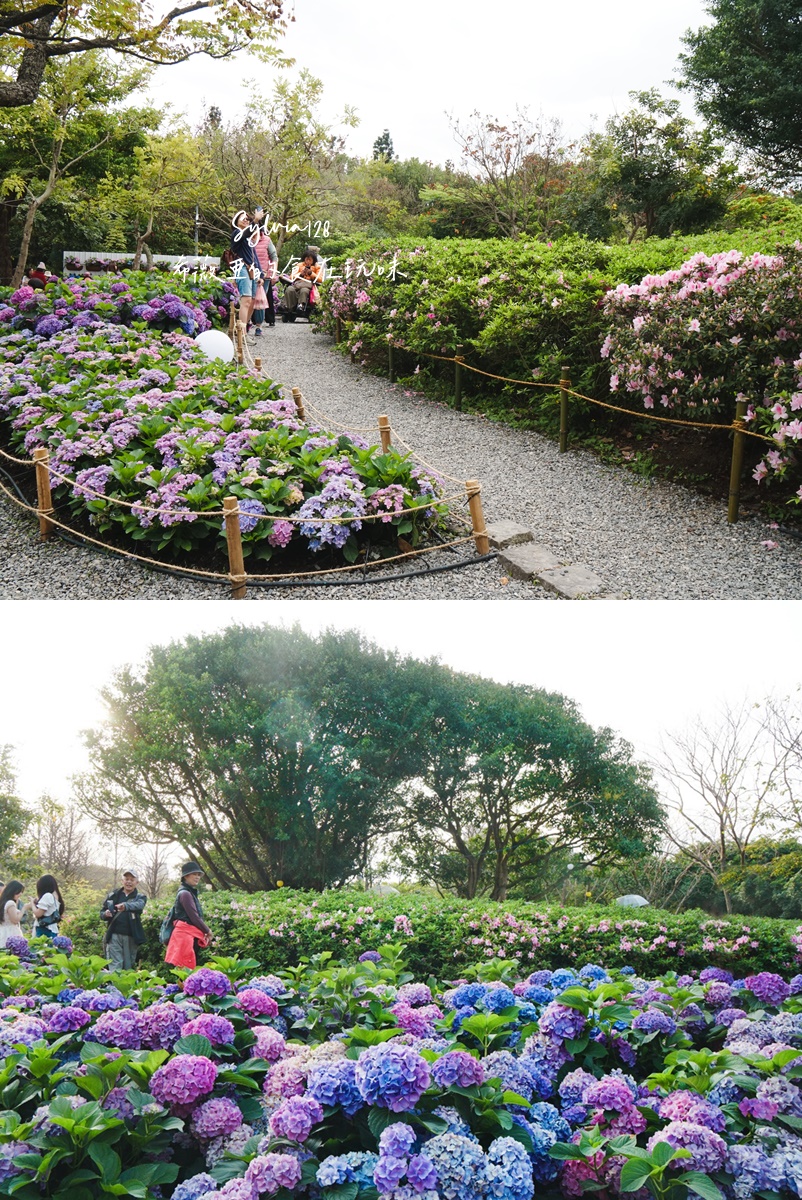 2026 大安森林公園繡球花、台北杜鵑花季。台北免費賞花景點，城市裡的夢幻賞花秘境！ @希薇亞の食在玩味