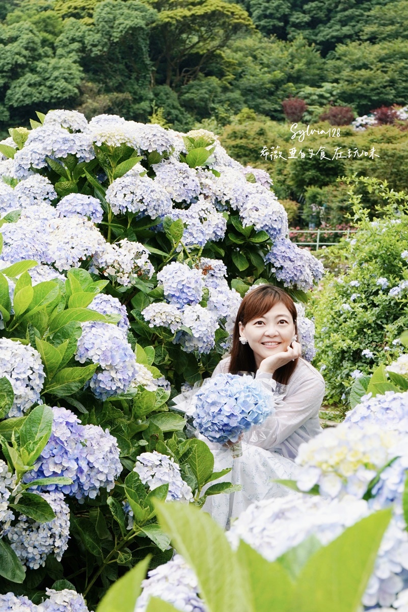 【陽明山繡球花】曹家花田香，走進竹子湖繡球花夢幻花海。台北陽明山繡球花季花況 2026 @希薇亞の食在玩味
