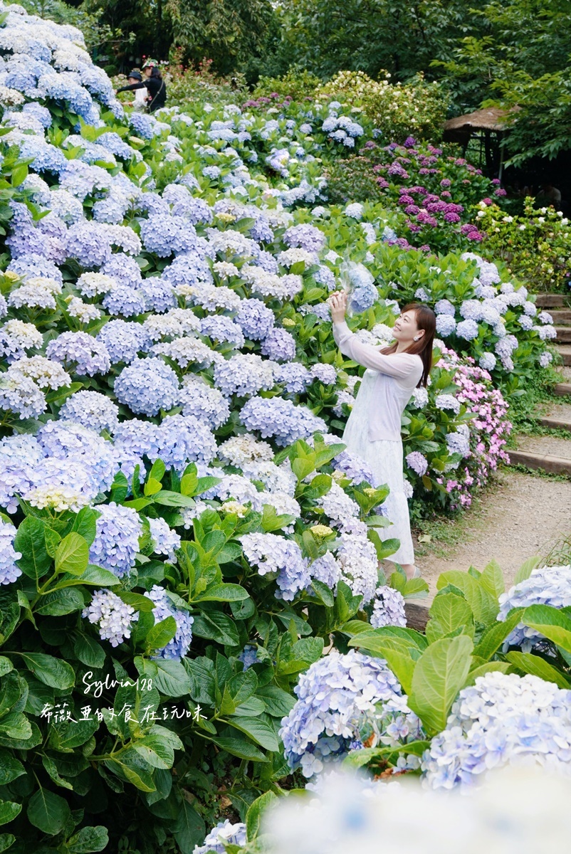 【陽明山繡球花】曹家花田香，走進竹子湖繡球花夢幻花海。台北陽明山繡球花季花況 2026 @希薇亞の食在玩味