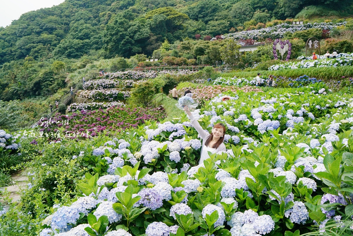 【陽明山繡球花】曹家花田香，走進竹子湖繡球花夢幻花海。台北陽明山繡球花季花況 2026 @希薇亞の食在玩味