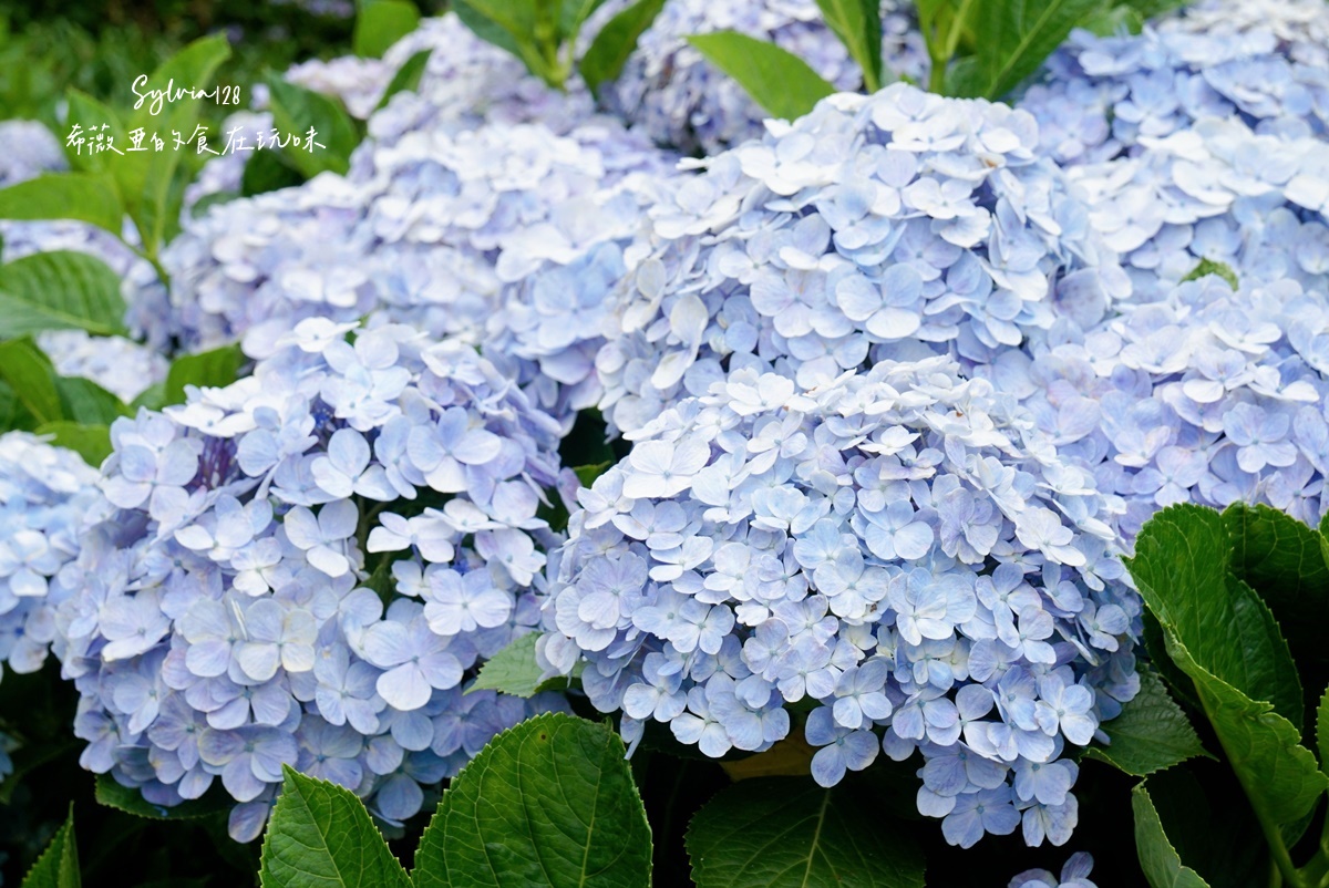 【陽明山繡球花】曹家花田香，走進竹子湖繡球花夢幻花海。台北陽明山繡球花季花況 2026 @希薇亞の食在玩味