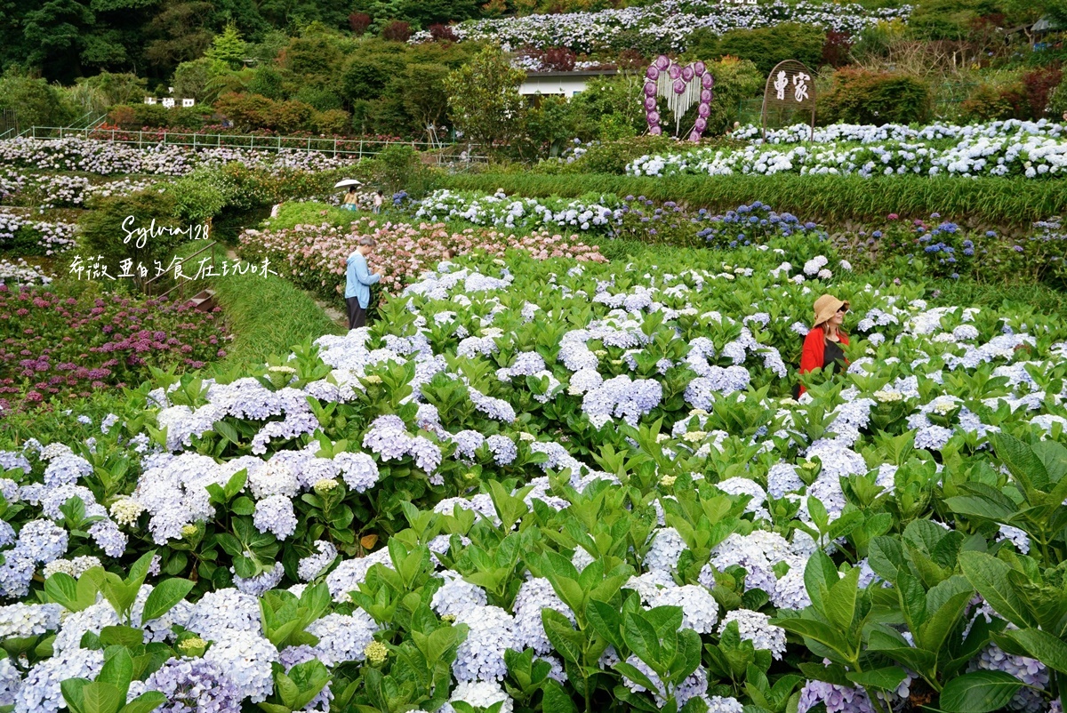 【陽明山繡球花】曹家花田香，走進竹子湖繡球花夢幻花海。台北陽明山繡球花季花況 2026 @希薇亞の食在玩味
