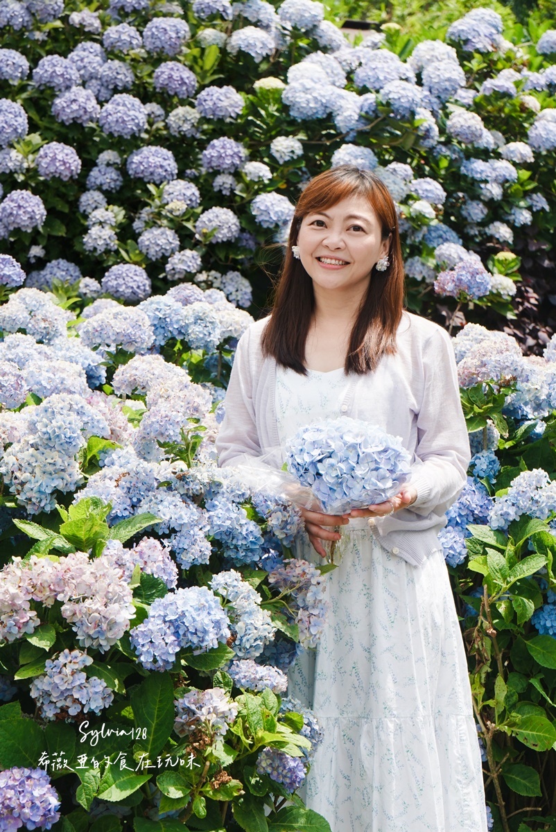 【陽明山繡球花】曹家花田香，走進竹子湖繡球花夢幻花海。台北陽明山繡球花季花況 2026 @希薇亞の食在玩味