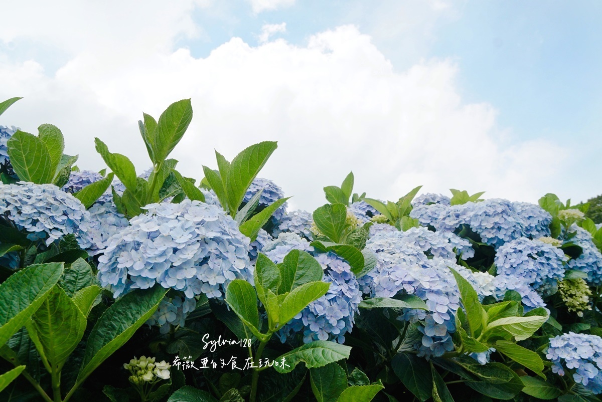 【陽明山繡球花】曹家花田香，走進竹子湖繡球花夢幻花海。台北陽明山繡球花季花況 2026 @希薇亞の食在玩味