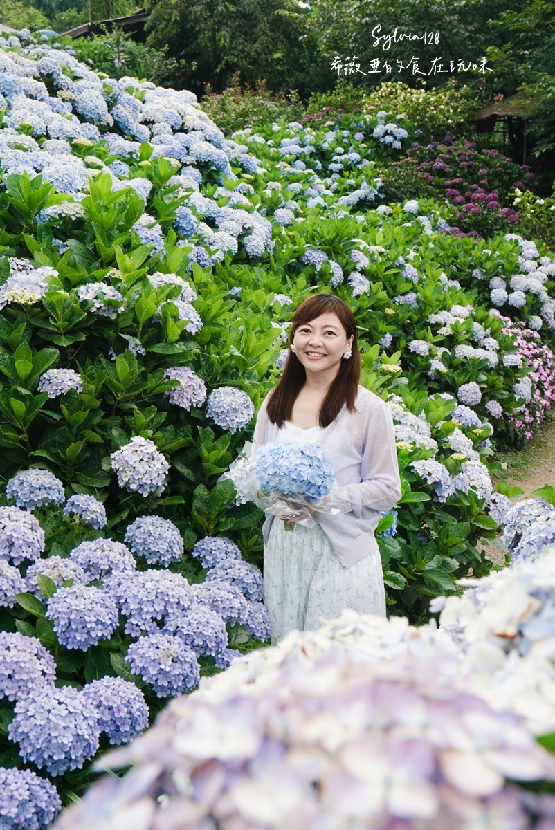 【陽明山繡球花】曹家花田香，走進竹子湖繡球花夢幻花海。台北陽明山繡球花季花況 2026 @希薇亞の食在玩味