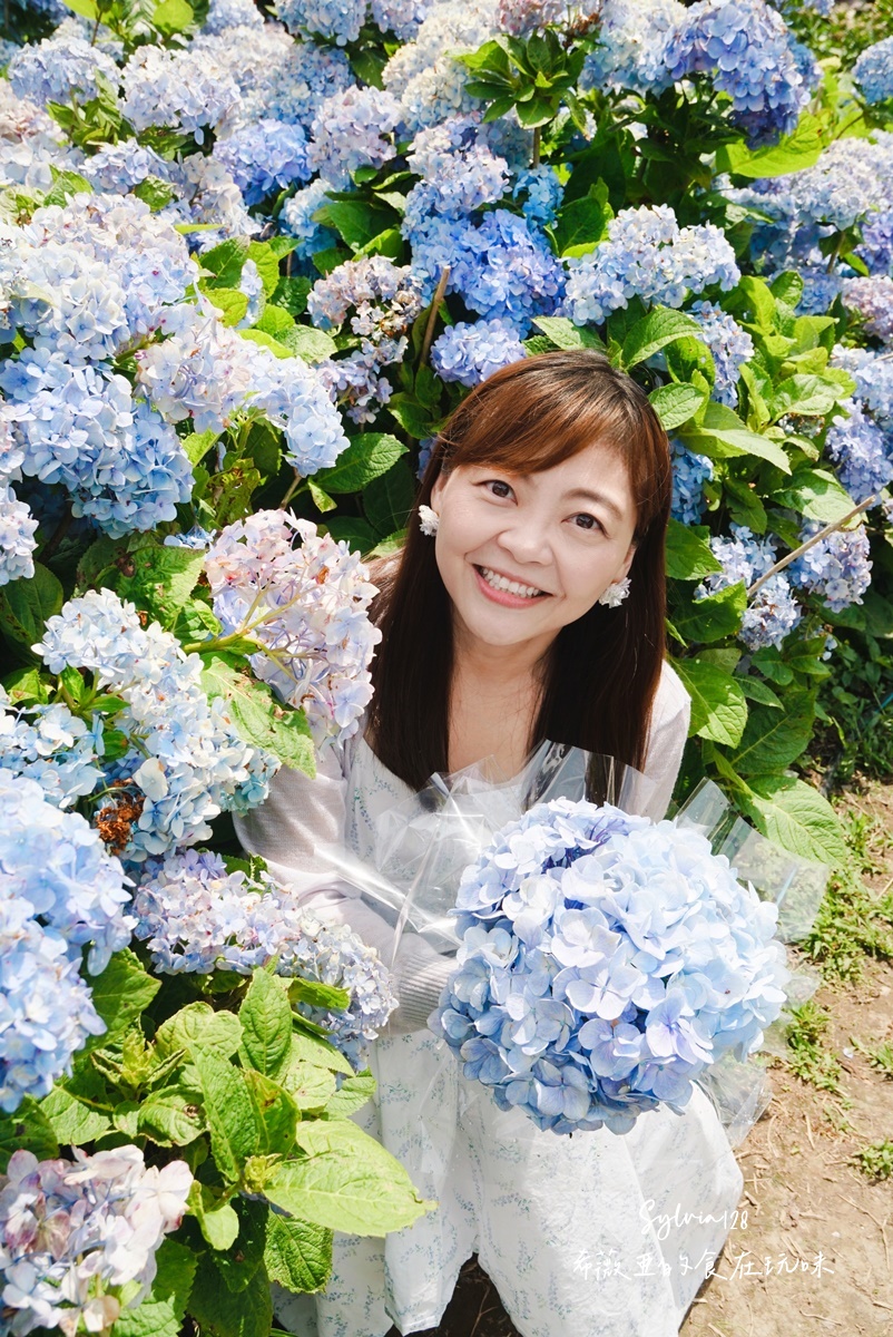 【陽明山繡球花】曹家花田香，走進竹子湖繡球花夢幻花海。台北陽明山繡球花季花況 2026 @希薇亞の食在玩味