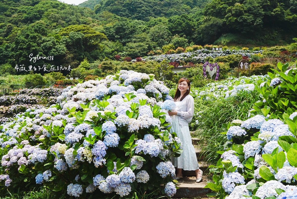 【陽明山繡球花】曹家花田香，走進竹子湖繡球花夢幻花海。台北陽明山繡球花季花況 2026 @希薇亞の食在玩味