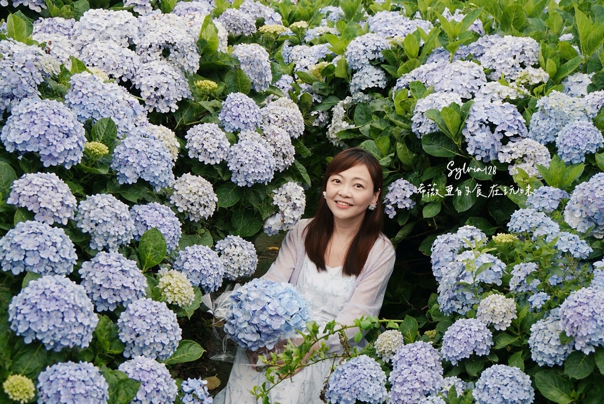 【陽明山繡球花】曹家花田香，走進竹子湖繡球花夢幻花海。台北陽明山繡球花季花況 2026 @希薇亞の食在玩味