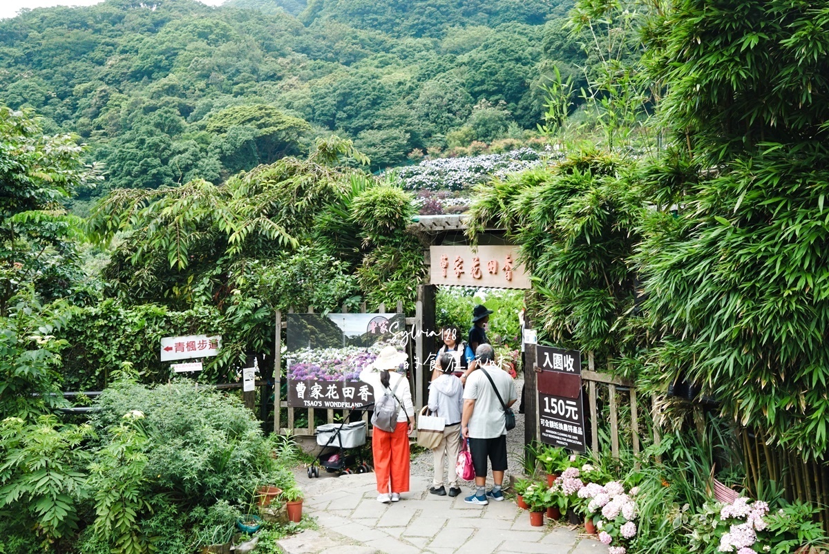 【陽明山繡球花】曹家花田香，走進竹子湖繡球花夢幻花海。台北陽明山繡球花季花況 2026 @希薇亞の食在玩味