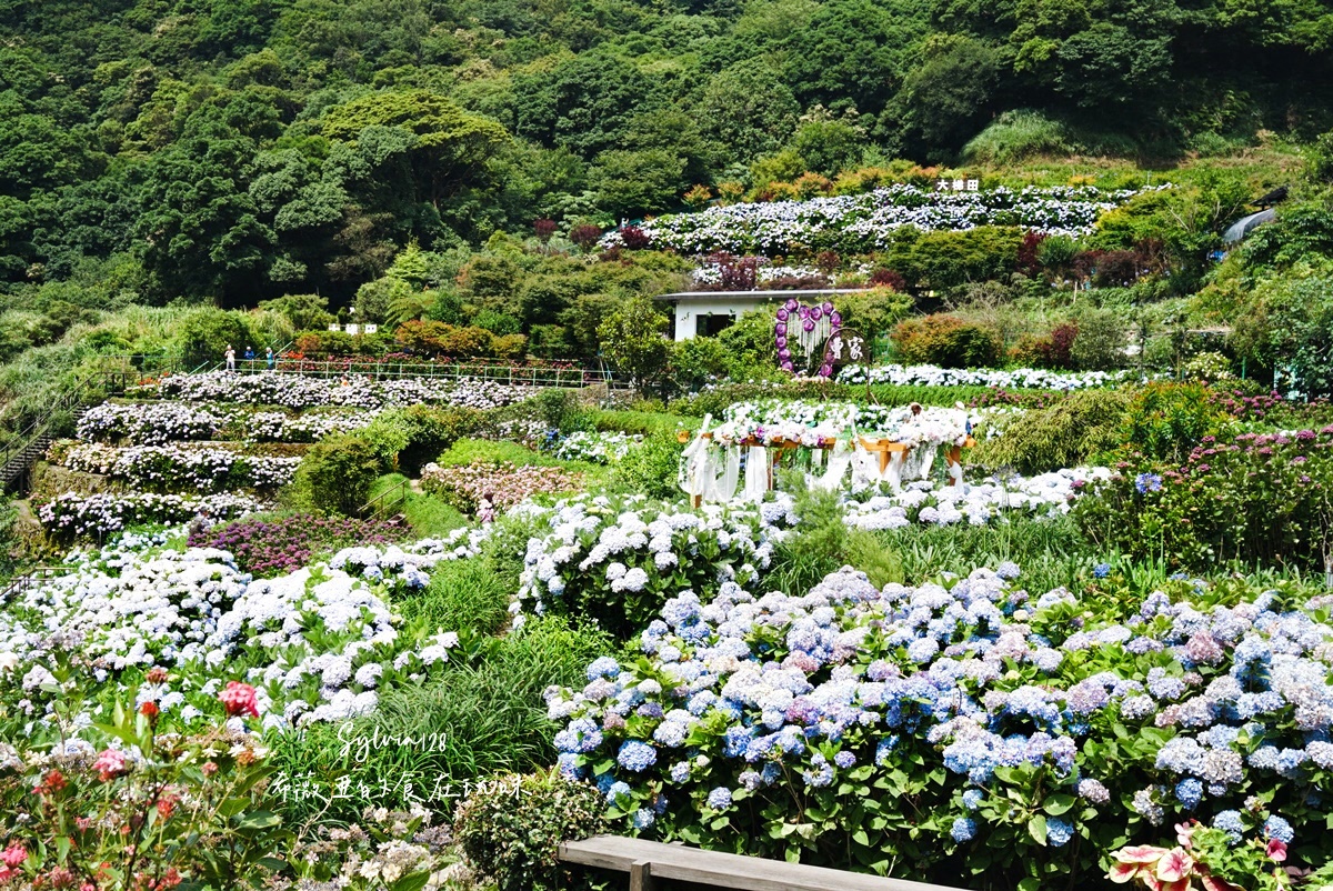 【陽明山繡球花】曹家花田香，走進竹子湖繡球花夢幻花海。台北陽明山繡球花季花況 2026 @希薇亞の食在玩味