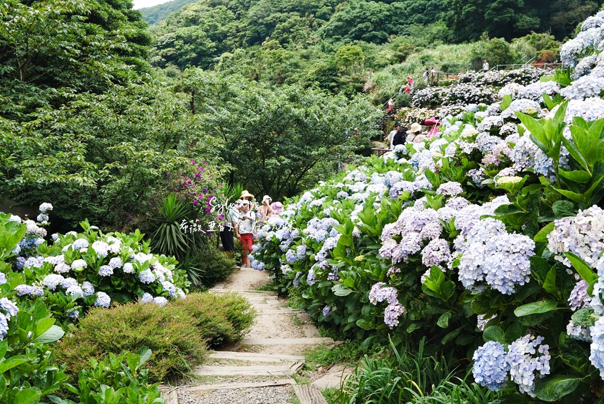 【陽明山繡球花】曹家花田香，走進竹子湖繡球花夢幻花海。台北陽明山繡球花季花況 2026 @希薇亞の食在玩味
