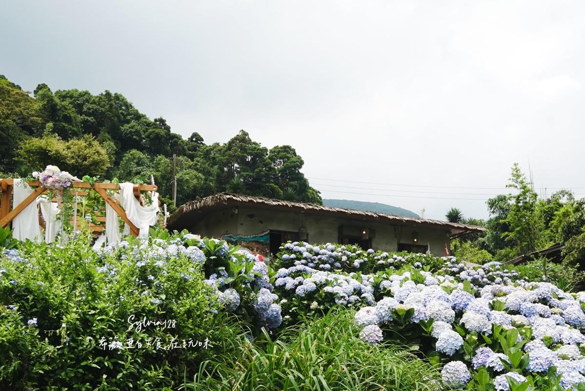 【陽明山繡球花】曹家花田香，走進竹子湖繡球花夢幻花海。台北陽明山繡球花季花況 2026 @希薇亞の食在玩味