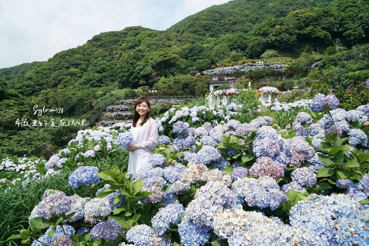【陽明山繡球花】曹家花田香，走進竹子湖繡球花夢幻花海。台北陽明山繡球花季花況 2026 @希薇亞の食在玩味
